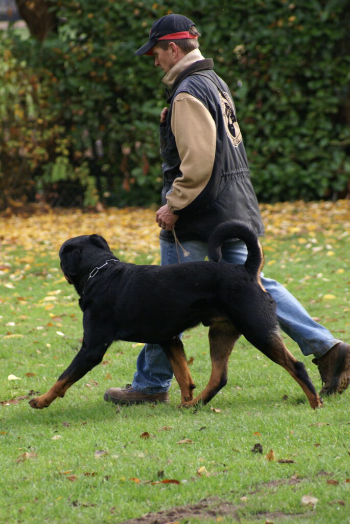 Rottweiler werkgroep tilburg