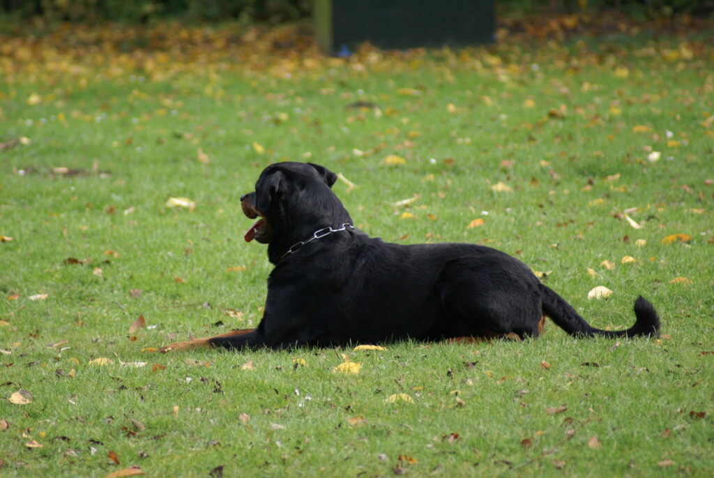 Rottweiler werkgroep tilburg