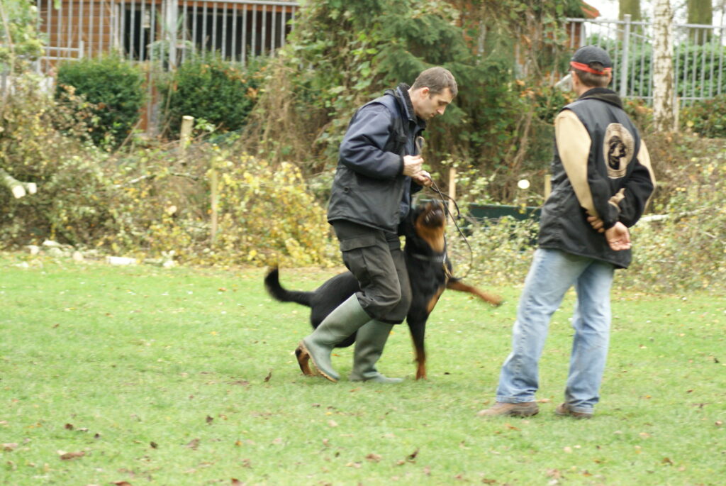 Rottweiler werkgroep tilburg
