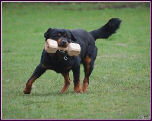 Hond met bod