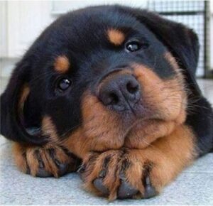 Puppy