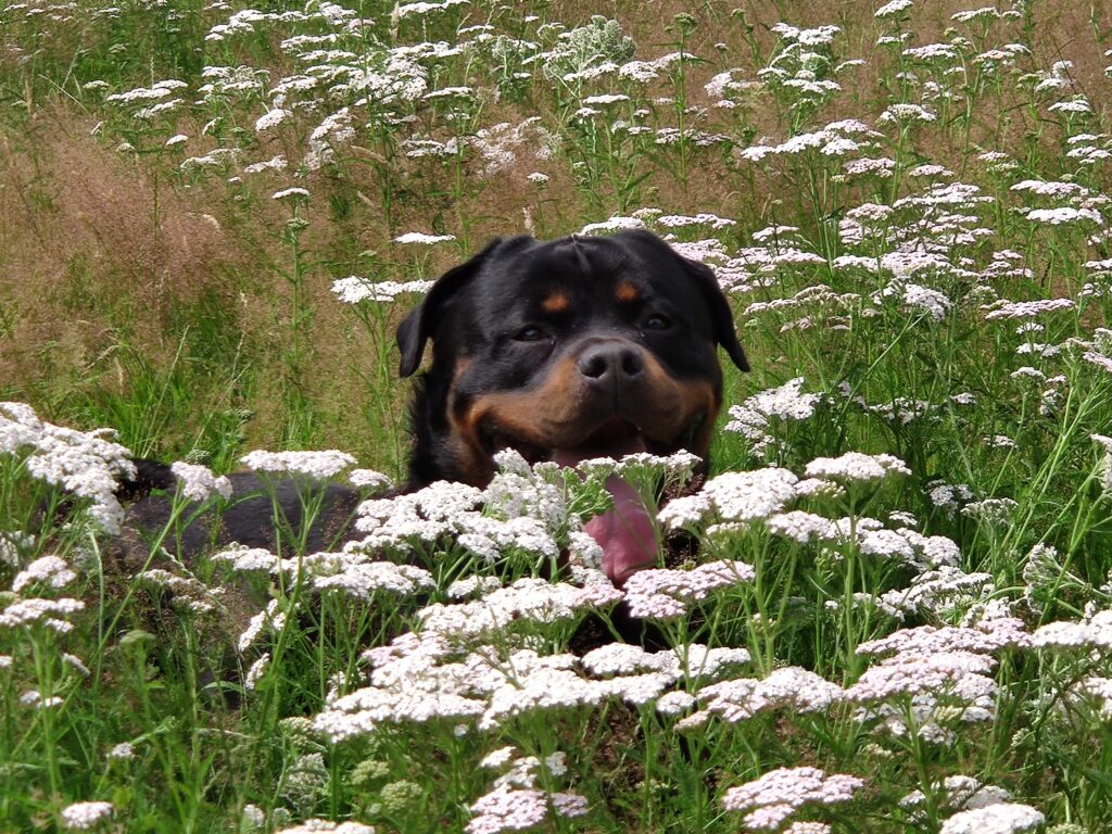 Rottweiler werkgroep Tilburg