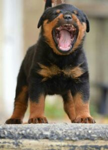 Puppy Yawning
