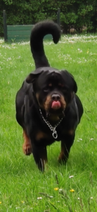 Rottweiler werkgroep tilburg